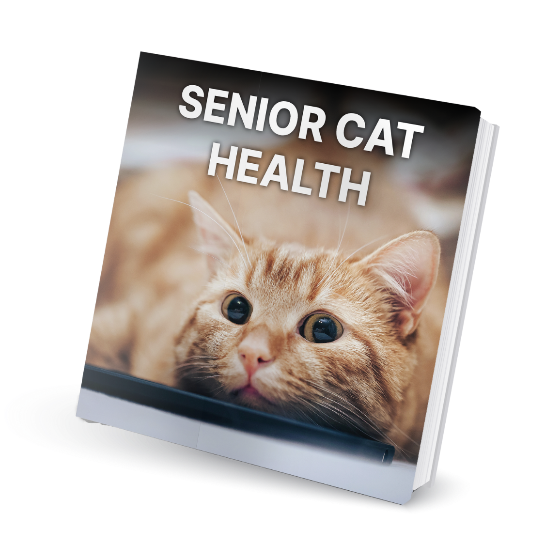 Senior Cat Health