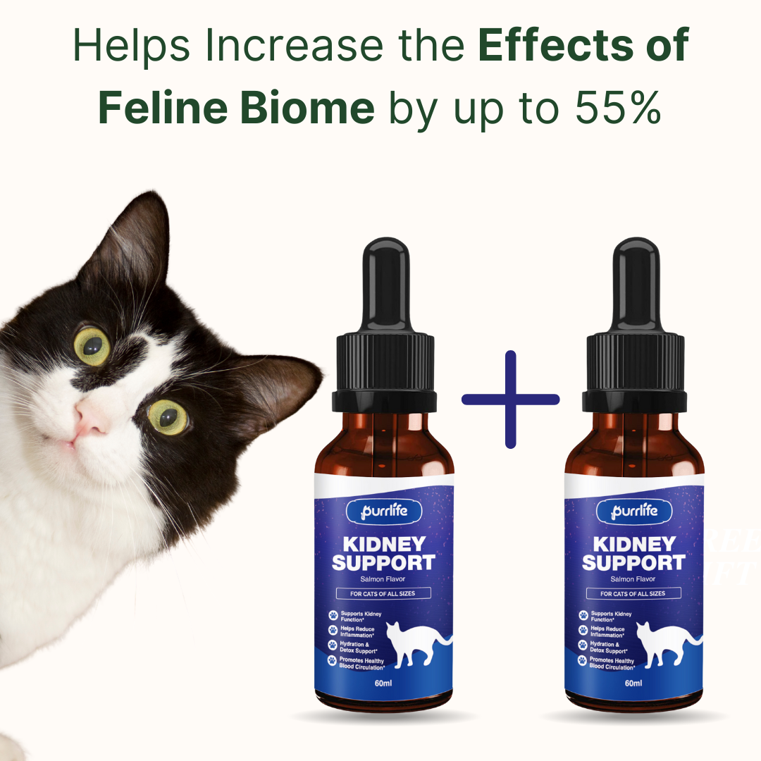 Kidney Support Drops (2+2 FREE) - One Time Purchase